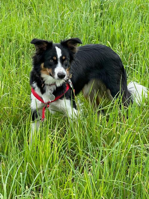 Annie the Current Border Collie - Annie is the 6th Herding Dog at LGF