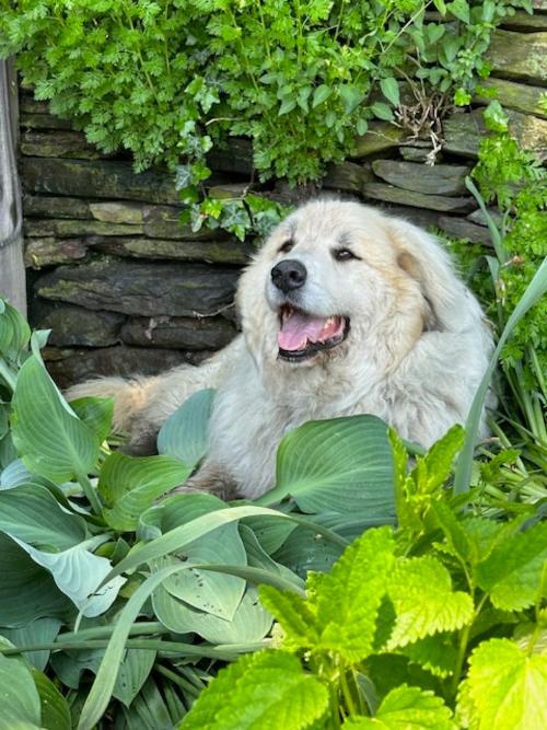 Beau (The Boss) Great Pyrenees Guardian Dog