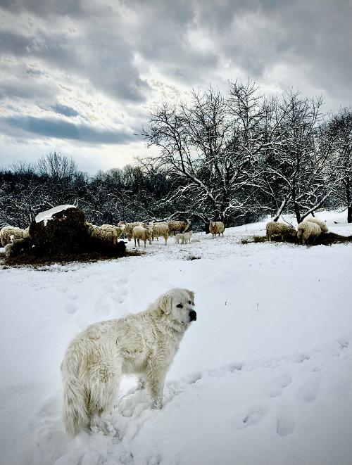 Elsa with Sheep (Winter 2025)