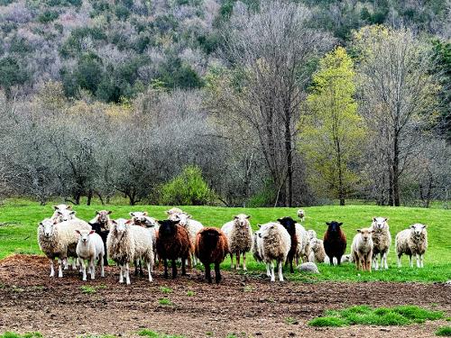 Sheep and Lambs in Field