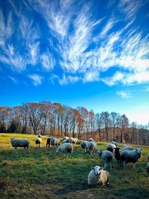 Sheep Grazing with Wispy Clouds